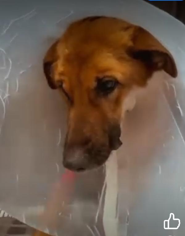 Bella,pastorina,6anni,operata d urgenza,chi può darle una casa?BARI  Foto 3